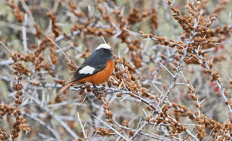 Common Redstart (Phoenicurus phoenicurus) — photo 3 of 5