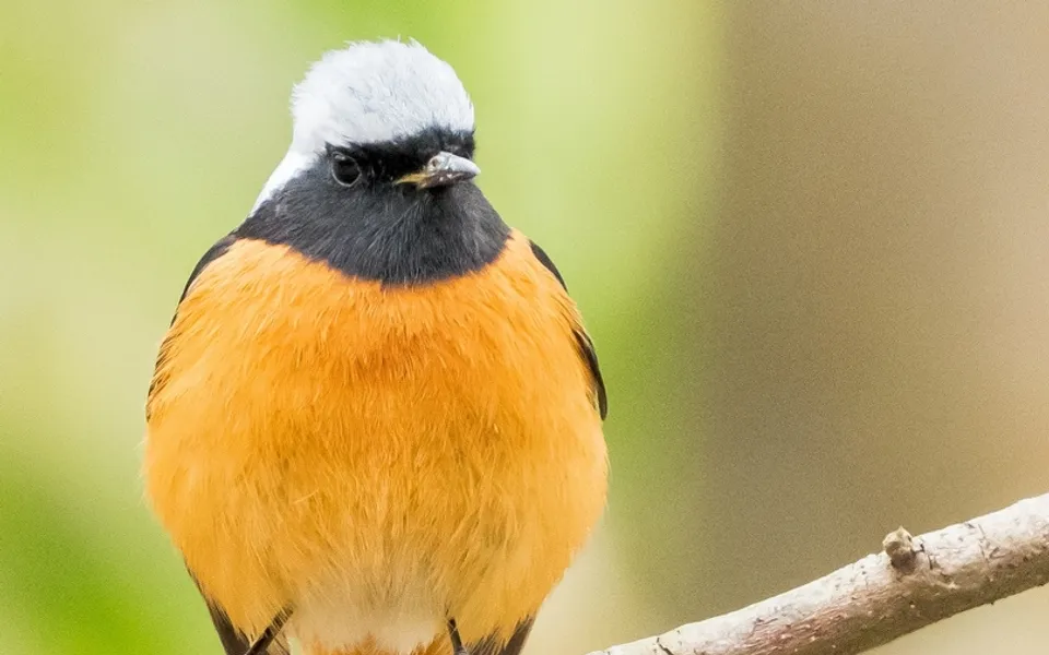 Common Redstart (Phoenicurus phoenicurus) — photo 4 of 5