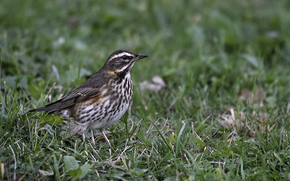 Redwing (Turdus iliacus) — photo 3 of 6