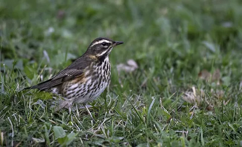 Redwing (Turdus iliacus) — photo 3 of 6