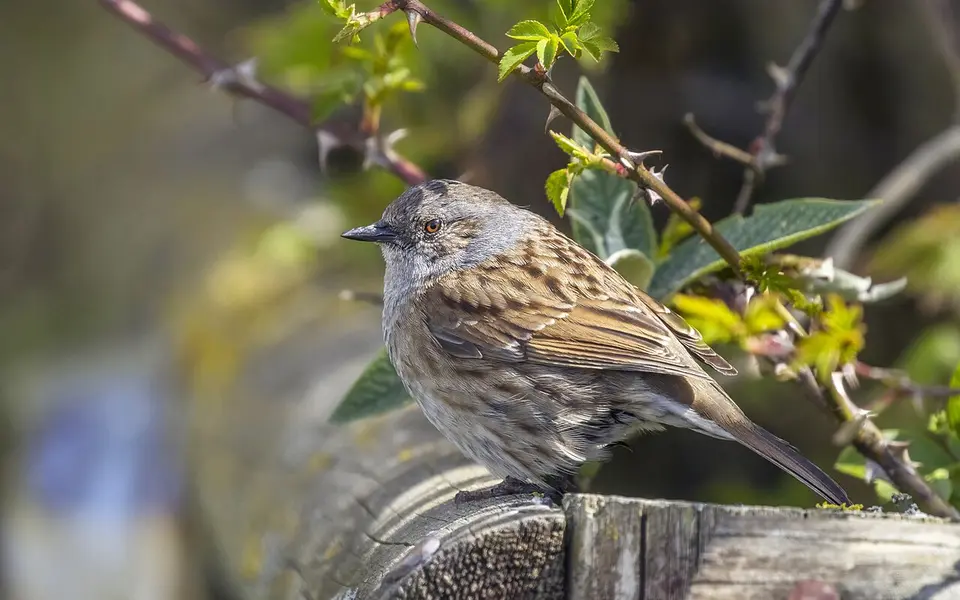 Dunnock (Prunella modularis) — photo 2 of 5
