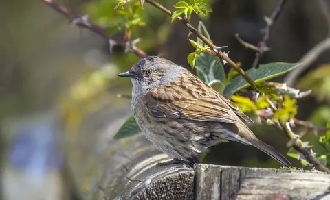 Dunnock