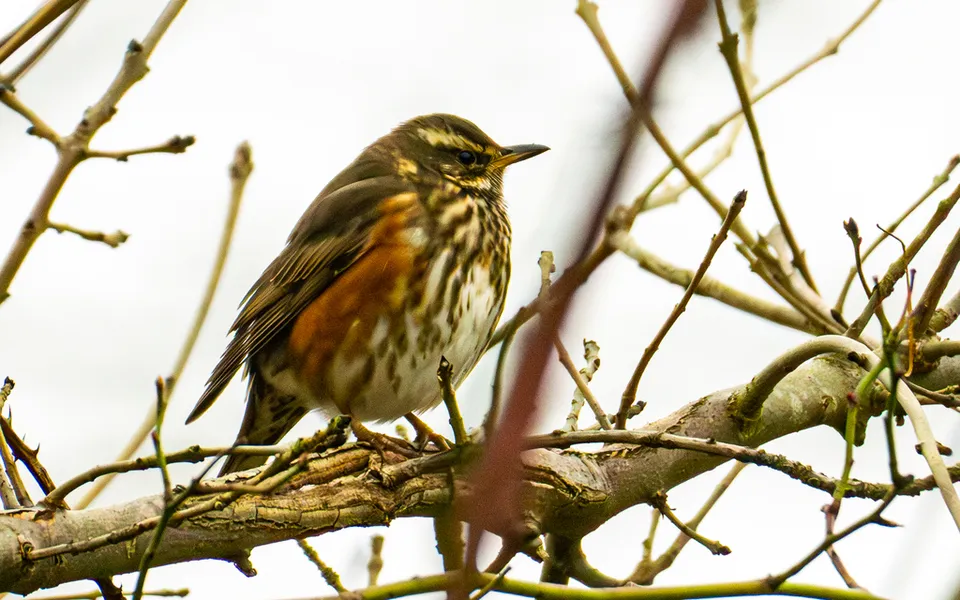 Redwing (Turdus iliacus) — photo 5 of 6