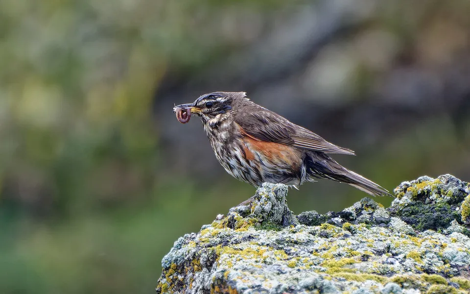 Redwing (Turdus iliacus) — photo 6 of 6
