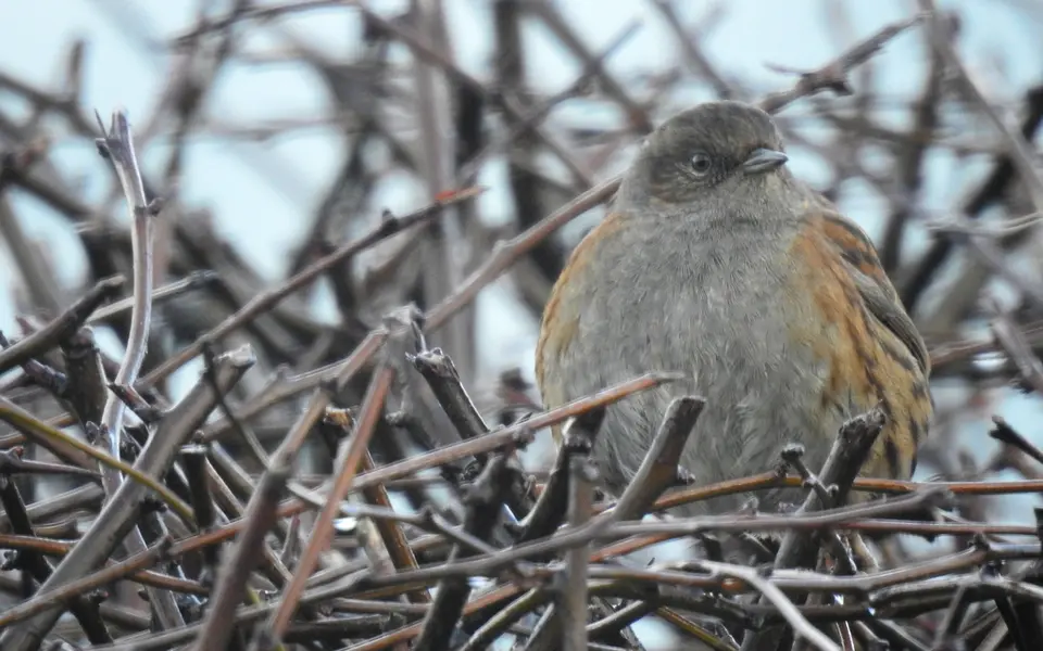 Dunnock (Prunella modularis) — photo 4 of 5