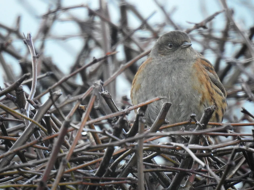 Dunnock