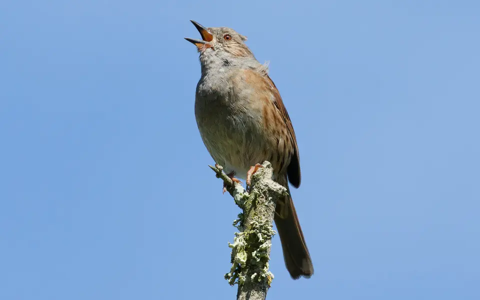 Dunnock (Prunella modularis) — photo 5 of 5