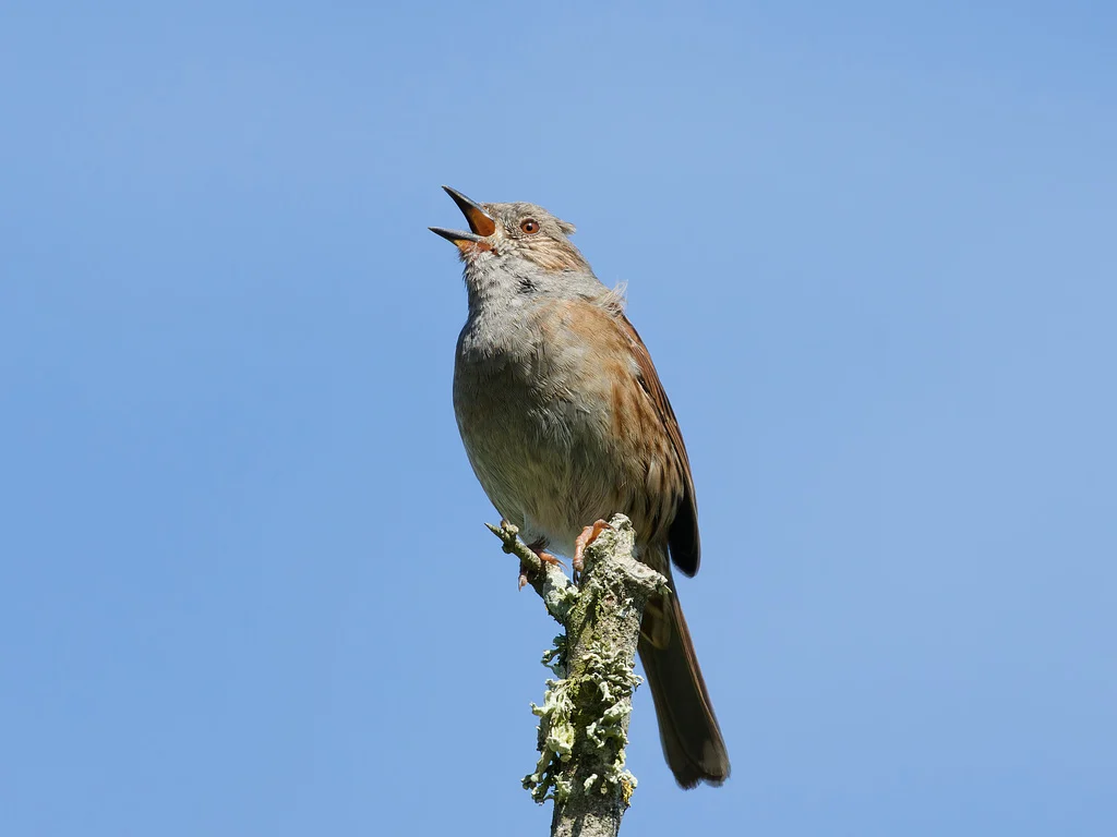 Dunnock