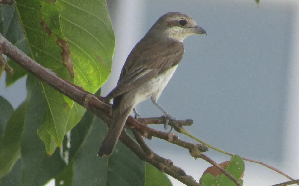 Red-backed Shrike (Lanius collurio) — photo 5 of 5