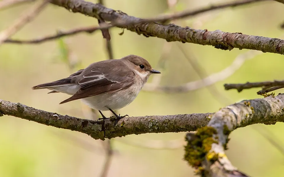 European Pied Flycatcher (Ficedula hypoleuca) — photo 4 of 5