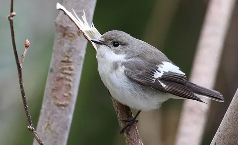 European Pied Flycatcher (Ficedula hypoleuca) — photo 3 of 5