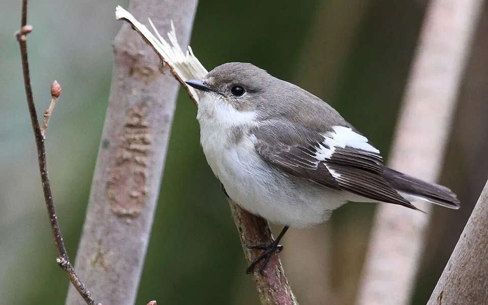 European Pied Flycatcher (Ficedula hypoleuca) — photo 3 of 5