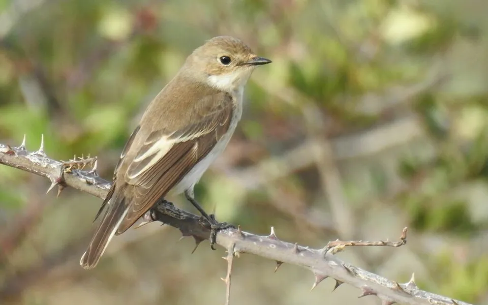 European Pied Flycatcher (Ficedula hypoleuca) — photo 5 of 5