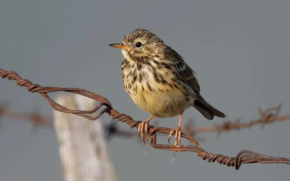 Meadow Pipit (Anthus pratensis) — photo 4 of 4