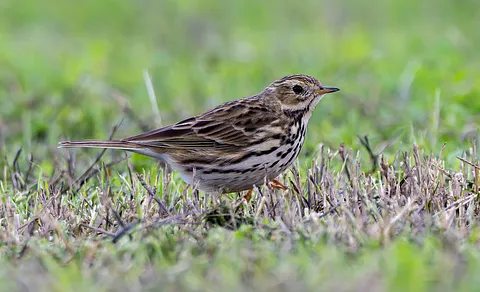 Meadow Pipit (Anthus pratensis) — photo 3 of 4