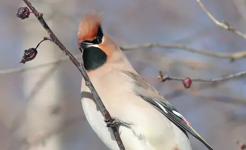 Bohemian Waxwing (Bombycilla garrulus) — photo 2 of 4