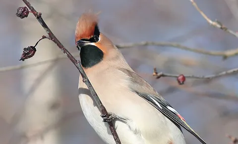 Bohemian Waxwing