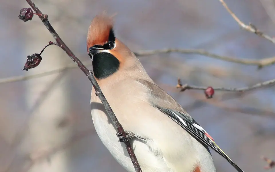 Bohemian Waxwing (Bombycilla garrulus) — photo 2 of 4