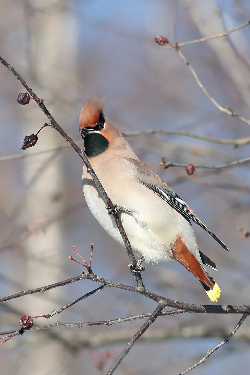 Bohemian Waxwing