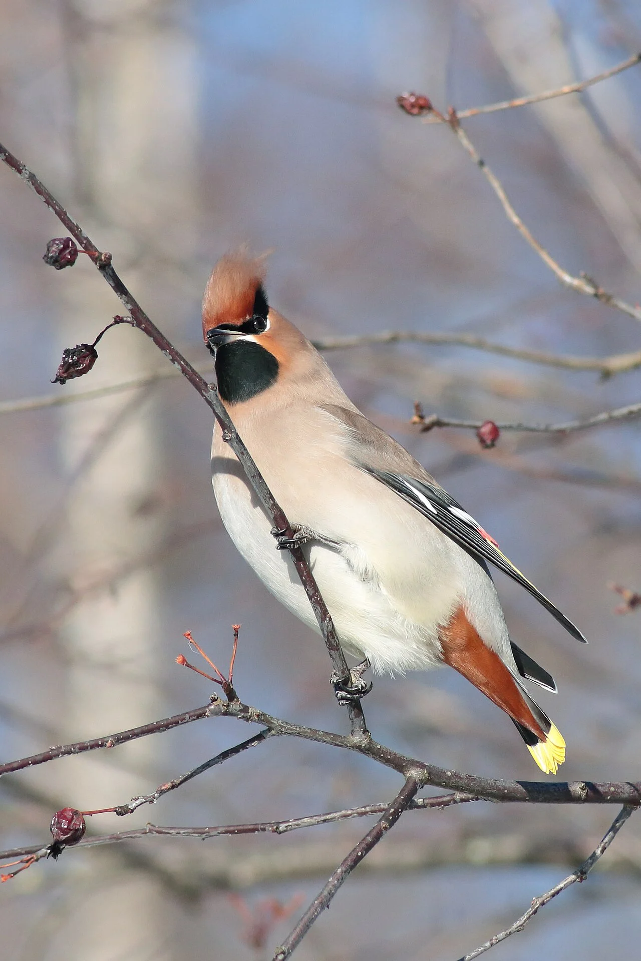 Bohemian Waxwing