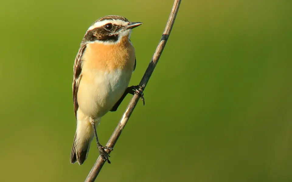 Whinchat (Saxicola rubetra) — photo 4 of 4