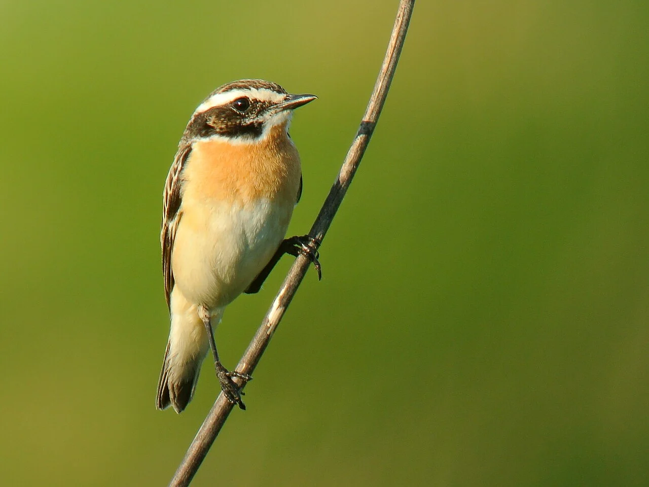 Whinchat