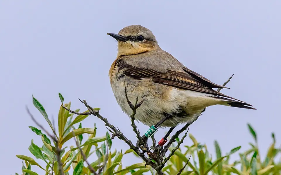 Northern Wheatear (Oenanthe oenanthe) — photo 3 of 5