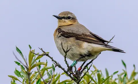 Northern Wheatear (Oenanthe oenanthe) — photo 3 of 5