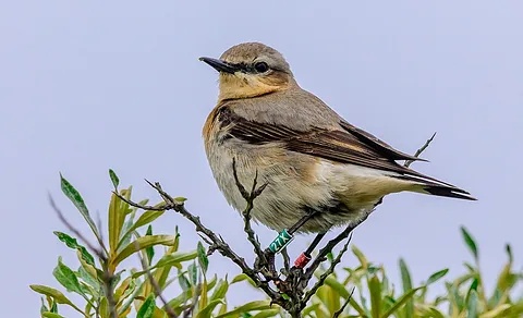 Northern Wheatear