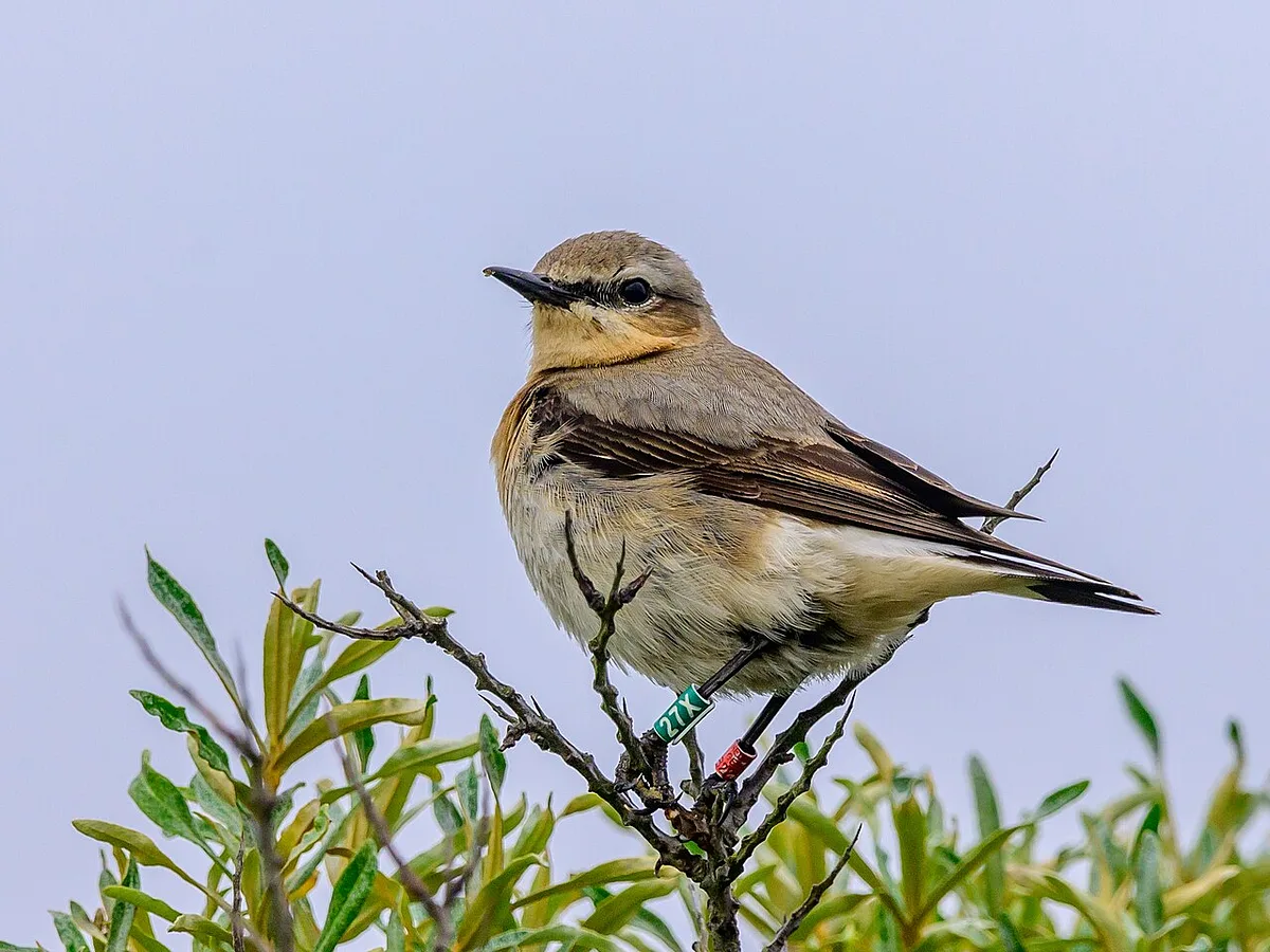 Northern Wheatear