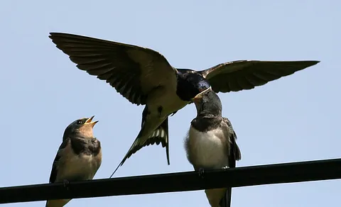 Barn Swallow (Hirundo rustica) — photo 2 of 5