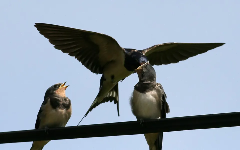 Barn Swallow (Hirundo rustica) — photo 2 of 5