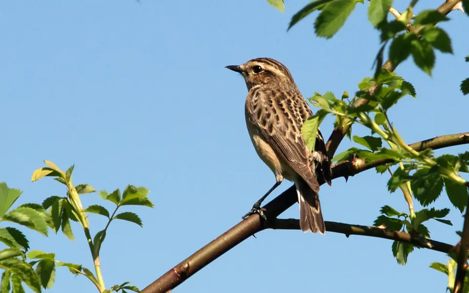 Whinchat (Saxicola rubetra) — photo 3 of 4