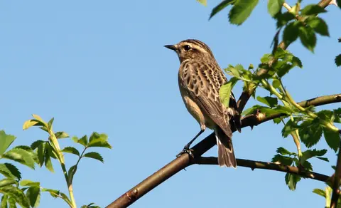 Whinchat (Saxicola rubetra) — photo 3 of 4