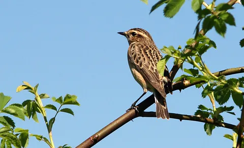Whinchat