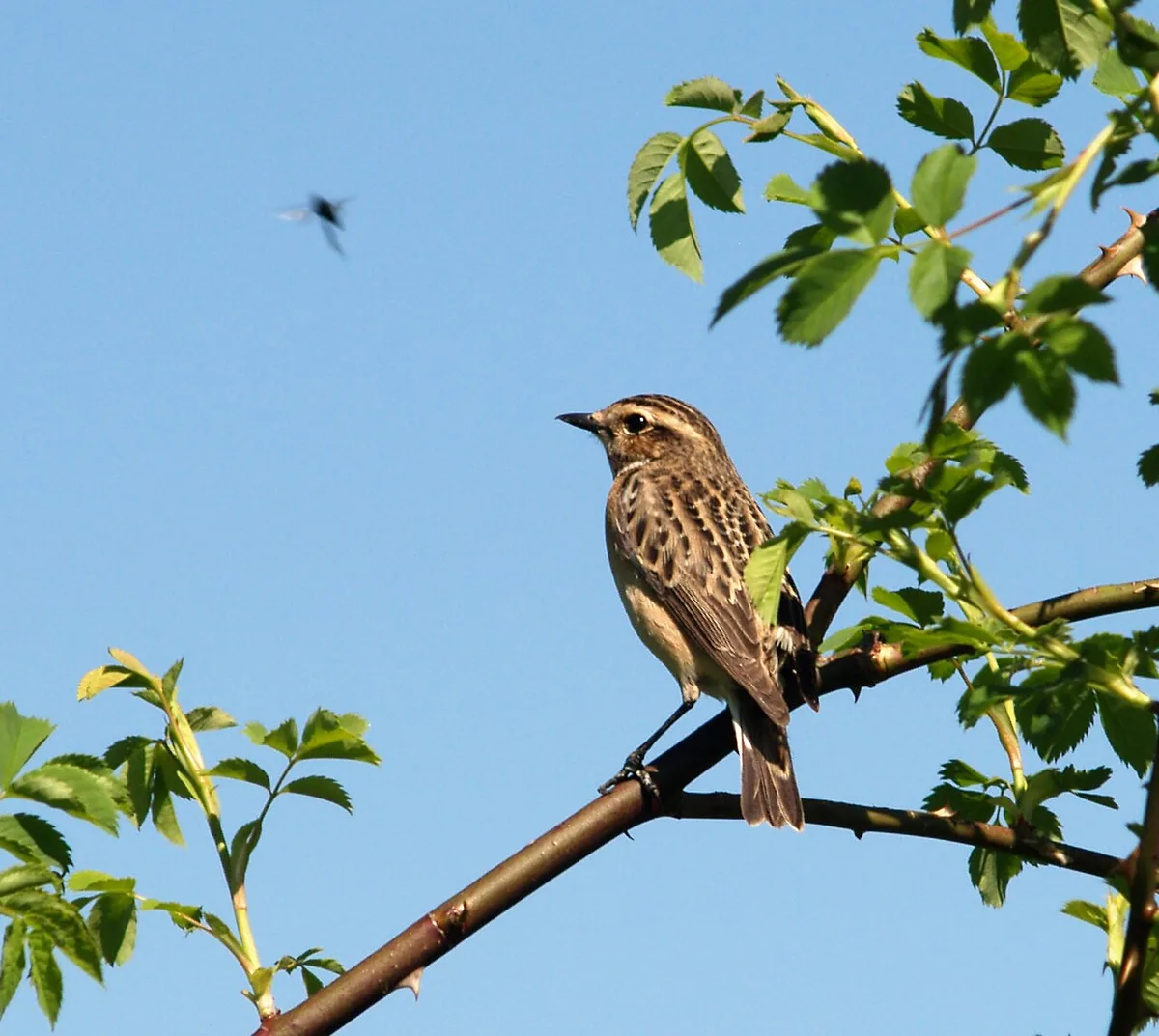 Whinchat