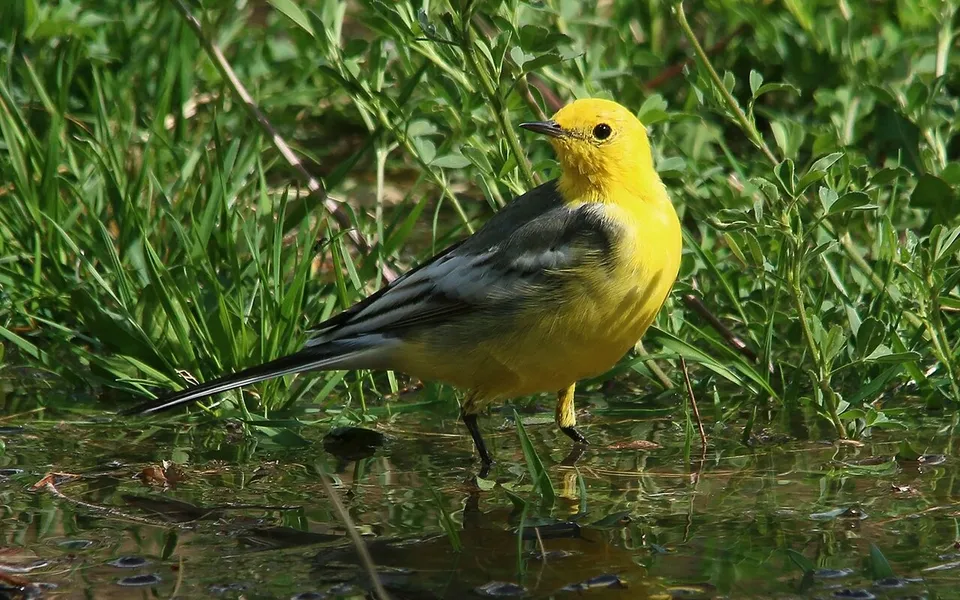 Citrine Wagtail (Motacilla citreola) — photo 4 of 4