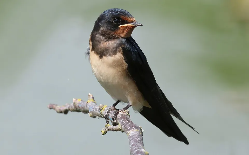 Barn Swallow (Hirundo rustica) — photo 3 of 5