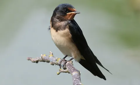 Barn Swallow (Hirundo rustica) — photo 3 of 5