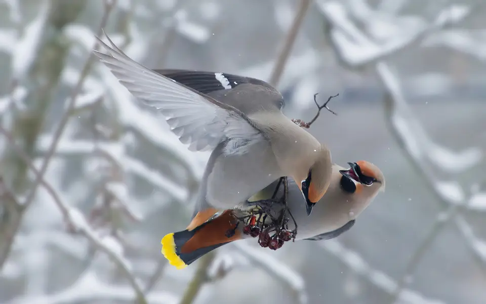 Bohemian Waxwing (Bombycilla garrulus) — photo 3 of 4