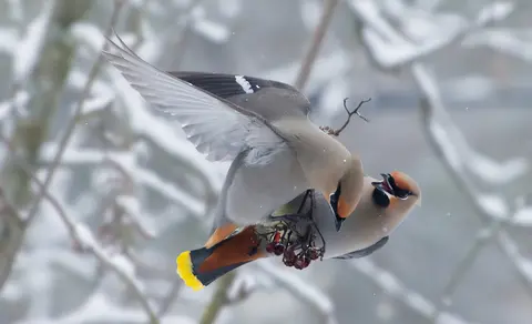 Bohemian Waxwing (Bombycilla garrulus) — photo 3 of 4