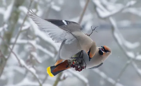 Bohemian Waxwing