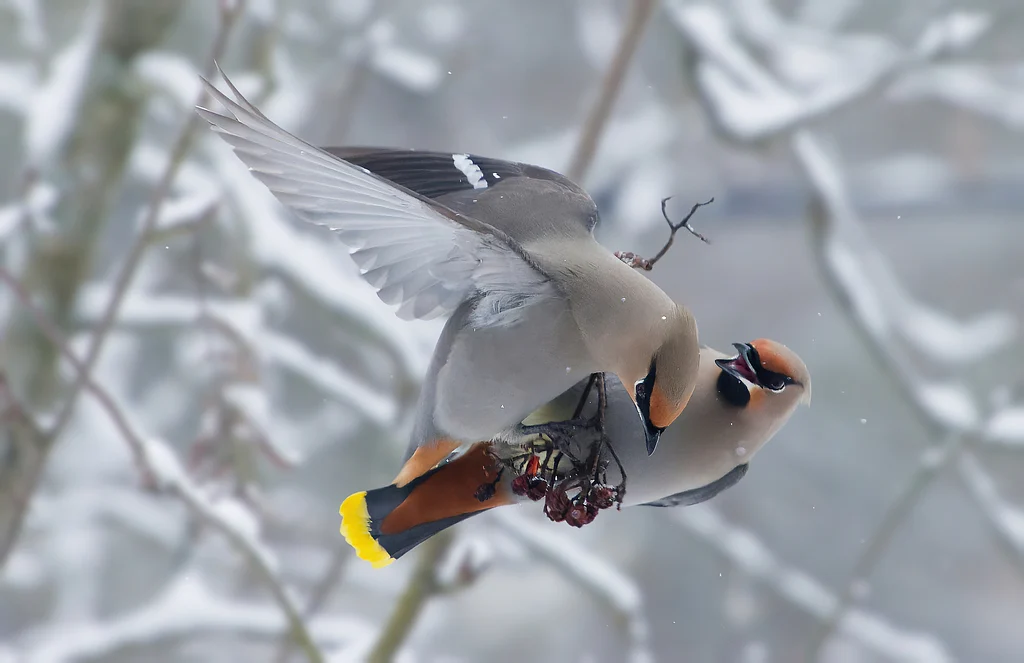 Bohemian Waxwing