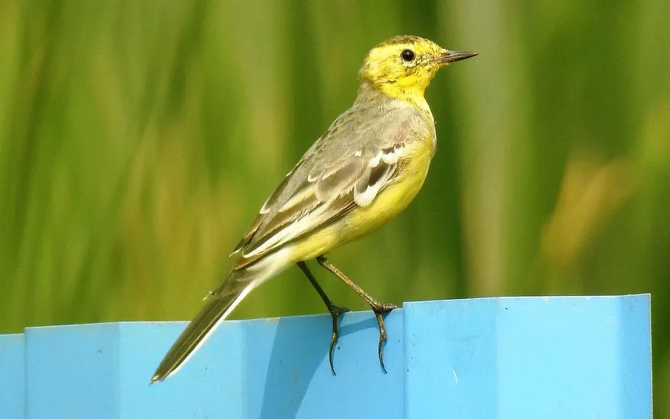Citrine Wagtail (Motacilla citreola) — photo 3 of 4