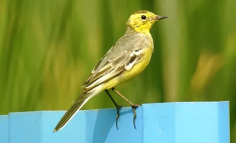 Citrine Wagtail (Motacilla citreola) — photo 3 of 4