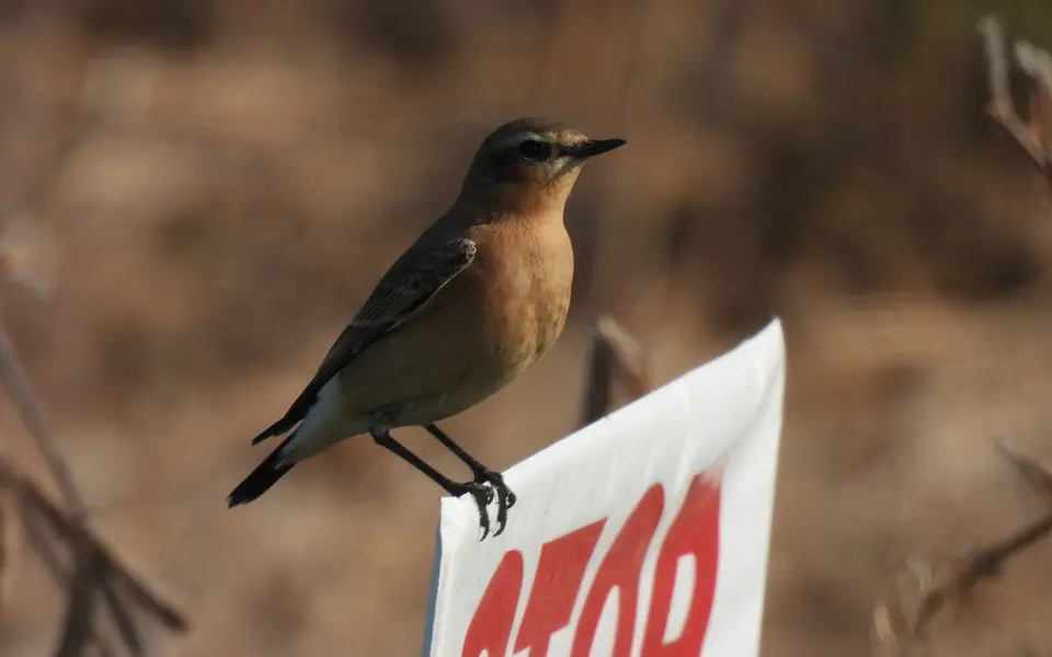 Northern Wheatear (Oenanthe oenanthe) — photo 4 of 5