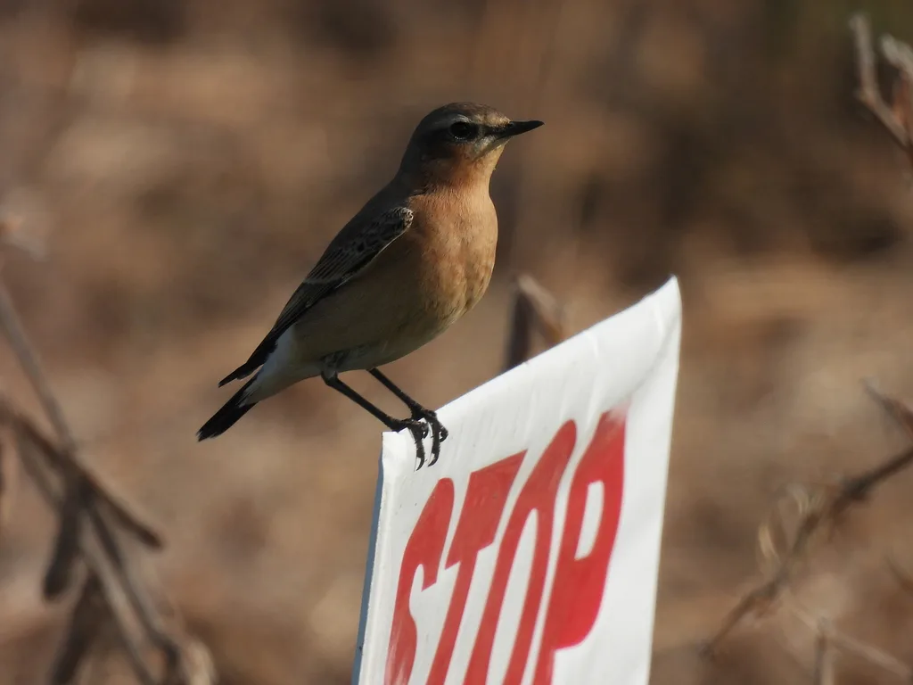 Northern Wheatear