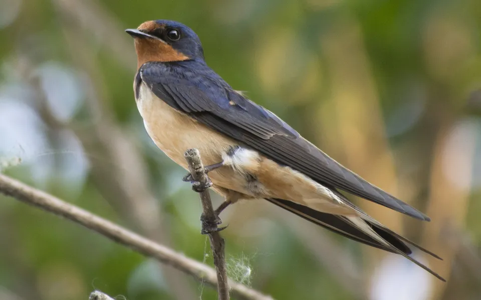 Barn Swallow (Hirundo rustica) — photo 4 of 5