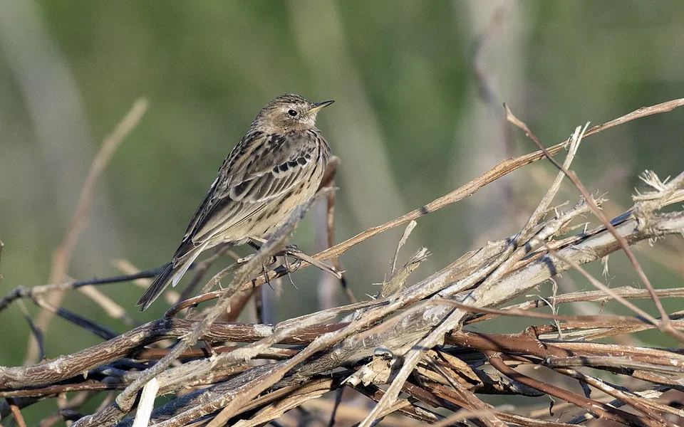 Red-throated Pipit (Anthus cervinus) — photo 3 of 4