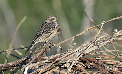 Red-throated Pipit (Anthus cervinus) — photo 3 of 4